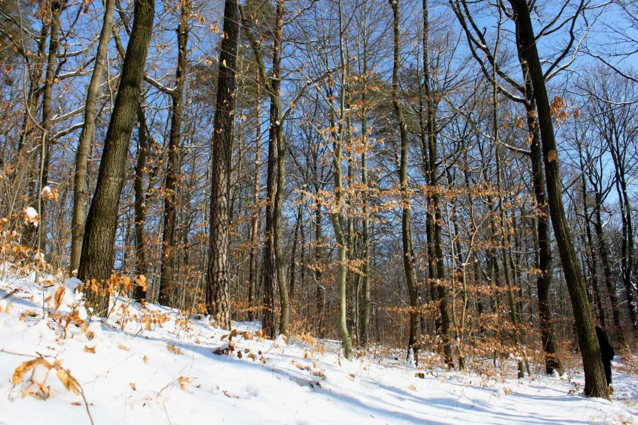 Ferienwohnung Natur Und Kunst Дрезден Экстерьер фото