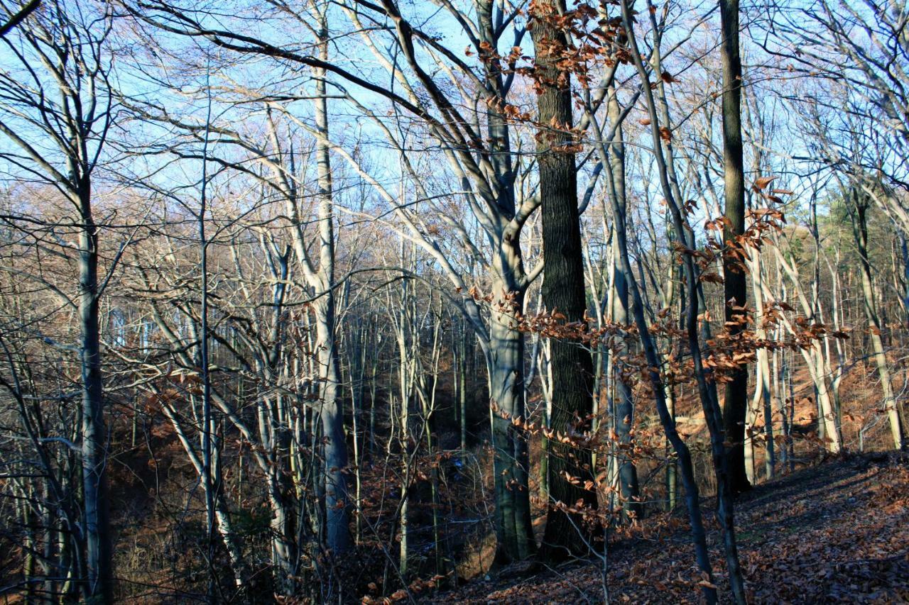 Ferienwohnung Natur Und Kunst Дрезден Экстерьер фото