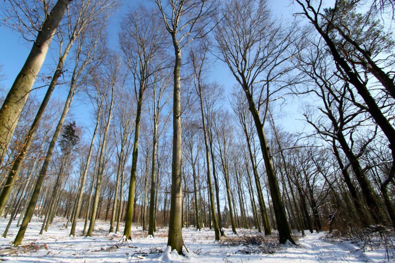 Ferienwohnung Natur Und Kunst Дрезден Экстерьер фото